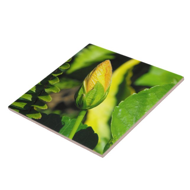 Hibiscus Flower Bud Kakelplatta (Sidan)