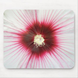 Hibiscus Flower Macro Musmatta