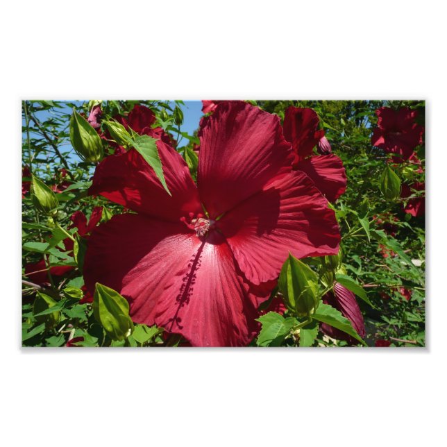 Hibiscus Flower och Blå himmel Fototryck (Framsidan)