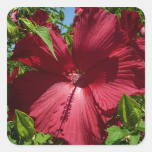 Hibiscus Flower och Blå himmel Fyrkantigt Klistermärke