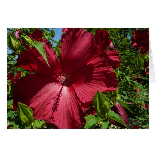 Hibiscus Flower och Blå himmel Hälsningskort (Framsidan Horizontal)