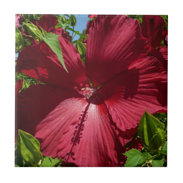 Hibiscus Flower och Blå himmel Kakelplatta (Framsidan)