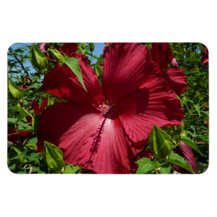 Hibiscus Flower och Blå himmel Magnet