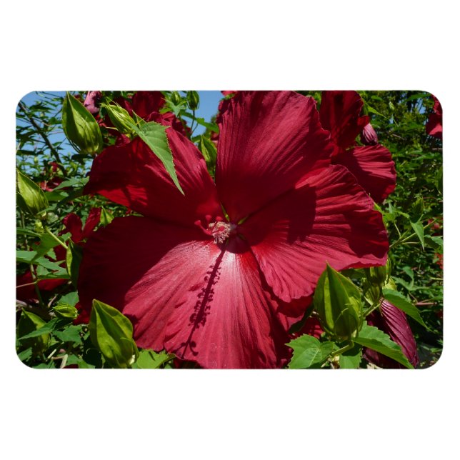 Hibiscus Flower och Blå himmel Magnet (Horisontell)