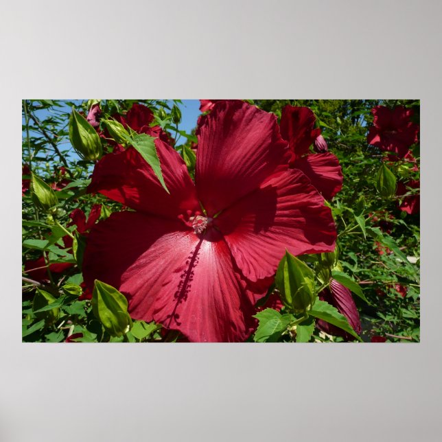 Hibiscus Flower och Blå himmel Poster (Framsidan)