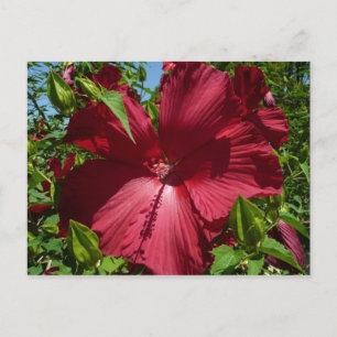 Hibiscus Flower och Blå himmel Vykort