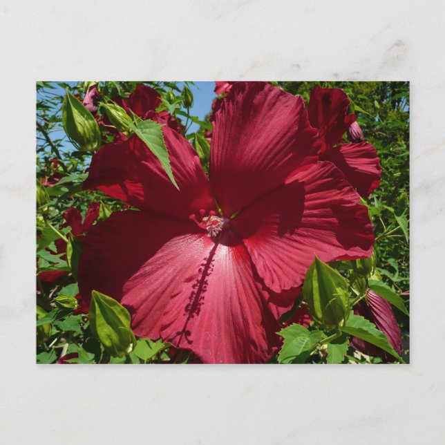 Hibiscus Flower och Blå himmel Vykort (Framsida)