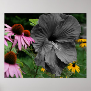 Hibiscus Flower Partial Färg Poster