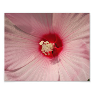 Hibiscus Flower Photo Kodak-Professionell Skriv ut Fototryck