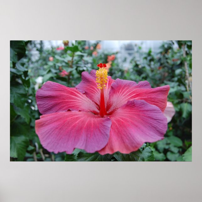Hibiscus Flower Poster (Framsidan)