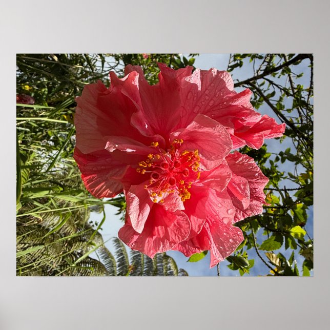 Hibiscus Flower Poster @3dudes1life (Framsidan)