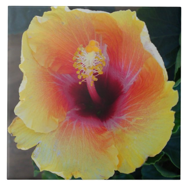 Hibiscus Flower Tile Kakelplatta (Framsidan)