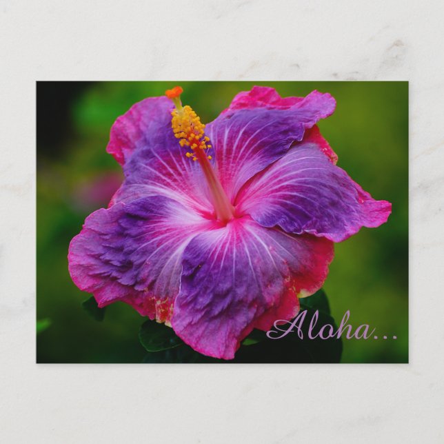 Hibiscus Flower vycard Vykort (Framsida)