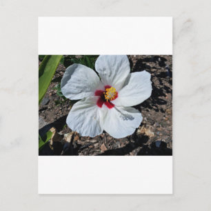 Hibiscus Flower Vykort