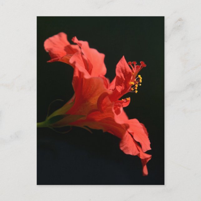 Hibiscus Flower Vykort (Framsida)