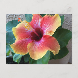 Hibiscus Flower Vykort