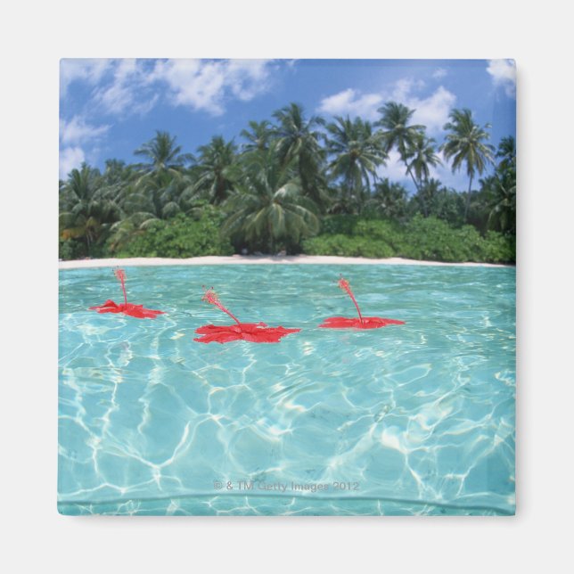 Hibiscus flytande på havet magnet (Framsidan)