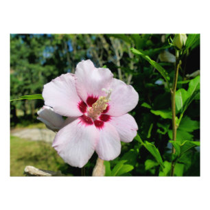 Hibiscus Fototryck