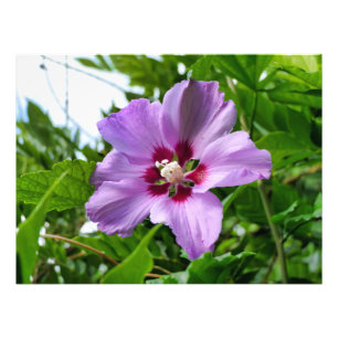 Hibiscus Fototryck