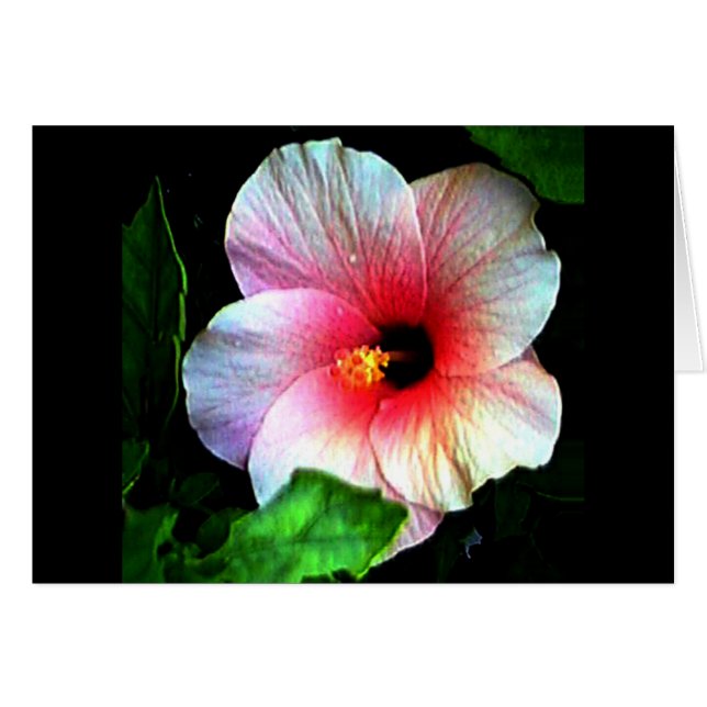 Hibiscus Gibney Museum Zazzle Hälsningskort (Framsidan Horizontal)
