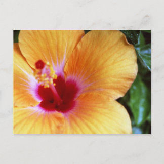 Hibiscus, Gult-Orange Vykort