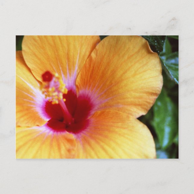 Hibiscus, Gult-Orange Vykort (Framsida)