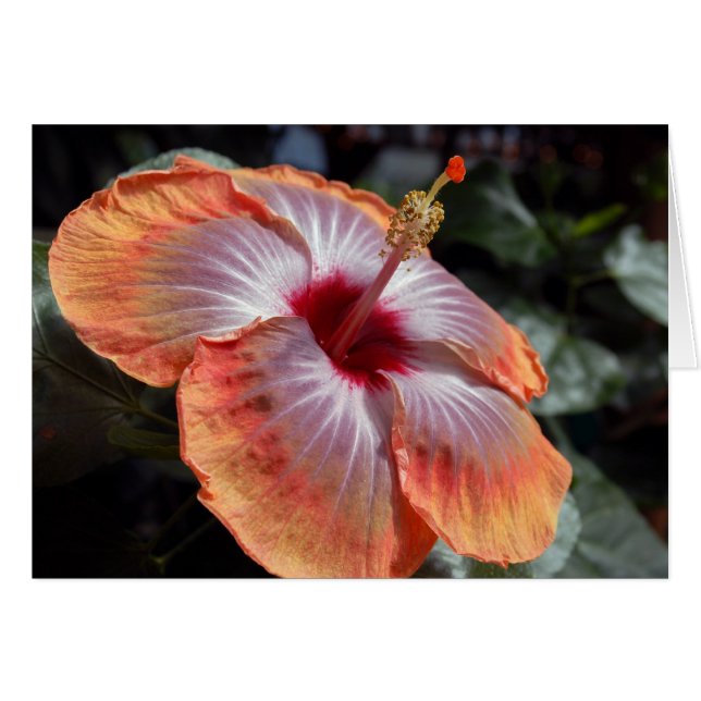 Hibiscus Hälsningskort (Framsidan Horizontal)