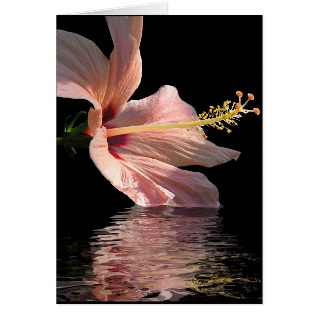 Hibiscus Hälsningskort (Framsidan)