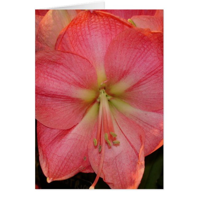 Hibiscus Hälsningskort (Framsidan)