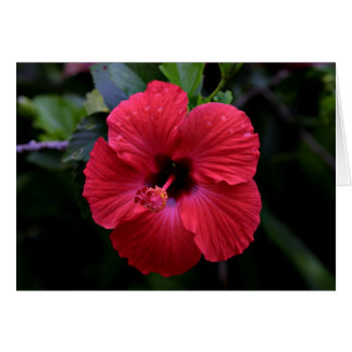 Hibiscus Hälsningskort