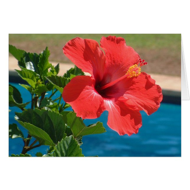 Hibiscus Hälsningskort (Framsidan Horizontal)