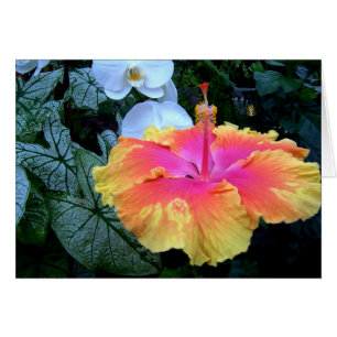 hibiscus hälsningskort