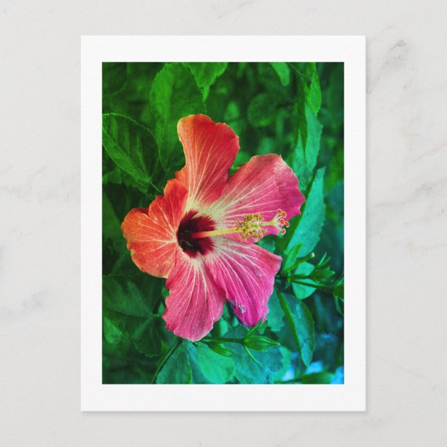 Hibiscus Helg Vykort (Framsida)