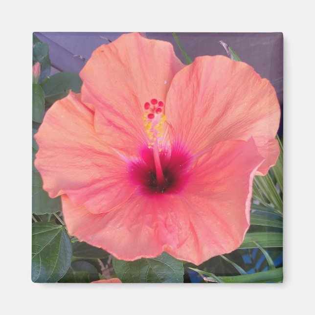 HIBISCUS HOME MAGNET (Framsidan)