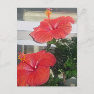 Hibiscus House Plant-vykort Vykort