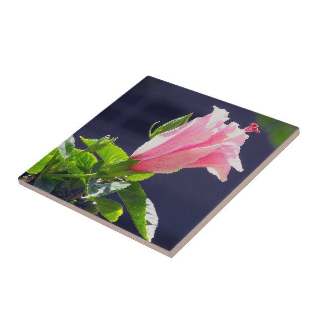 Hibiscus i Bright Sunlight Kakelplatta (Sidan)