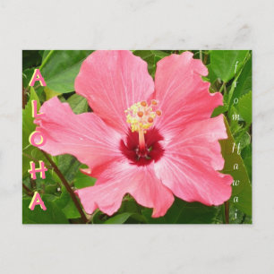 Hibiscus i Hawaii Rosa Coral Färg Vykort