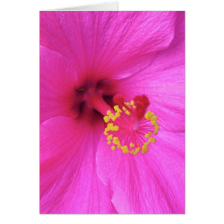 Hibiscus i Magenta Hälsningskort