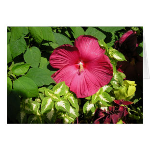 Hibiscus i solljus hälsningskort