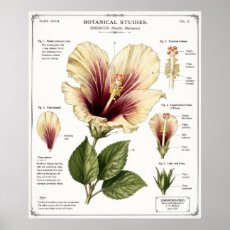 Hibiscus-illustration | Vintage blomsteranatomi-ko Poster