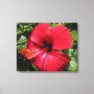 Hibiscus in weinrot canvastryck