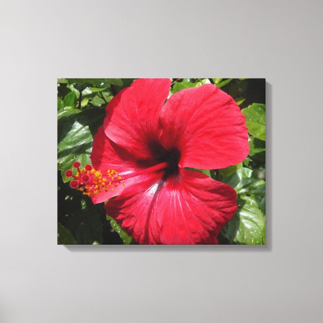 Hibiscus in weinrot canvastryck (Framsida)