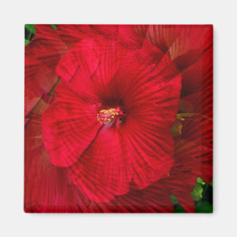 Hibiscus kärlek... magnet