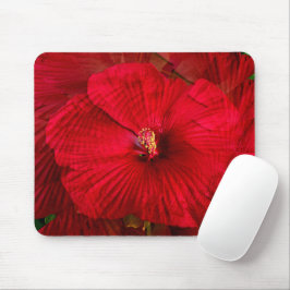 Hibiscus kärlek... musmatta