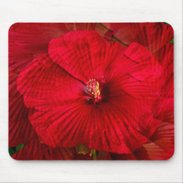 Hibiscus kärlek... musmatta