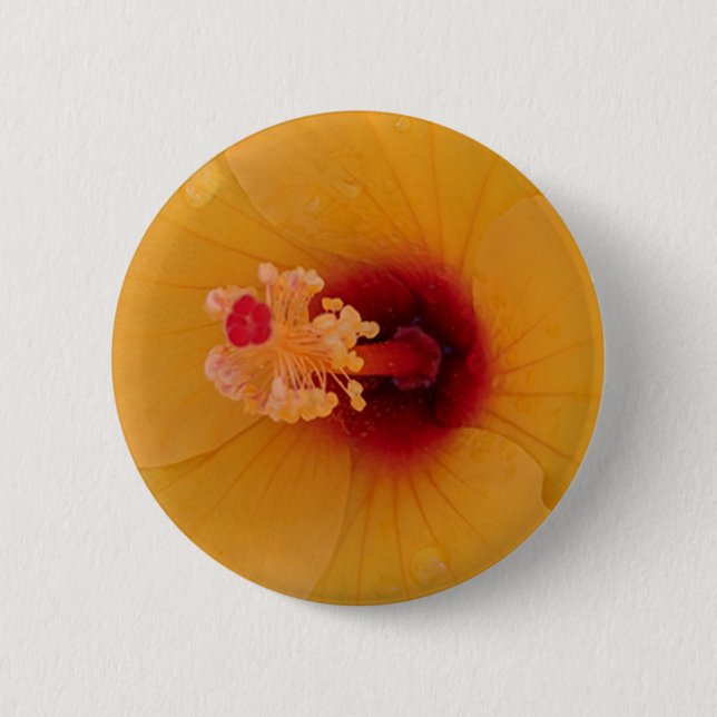 Hibiscus Knapp (Framsida)