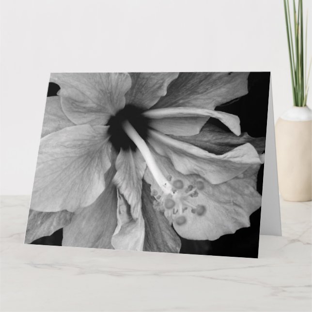 Hibiscus Kort (Framsida)