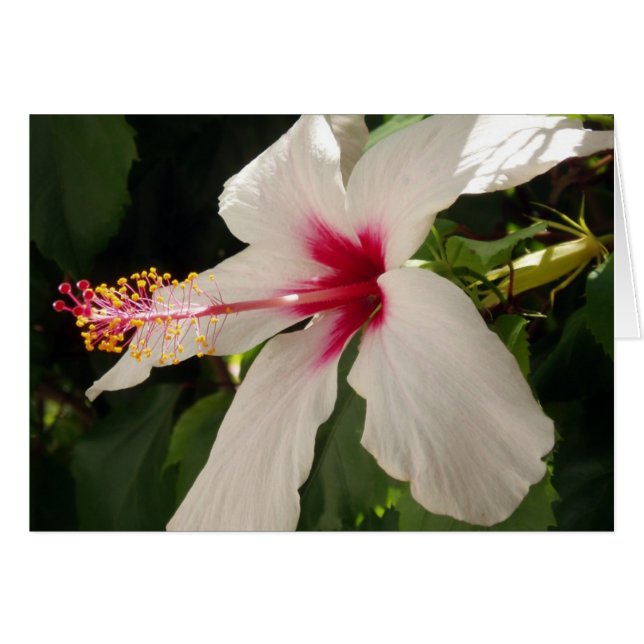 Hibiscus-kort Hälsningskort (Framsidan Horizontal)