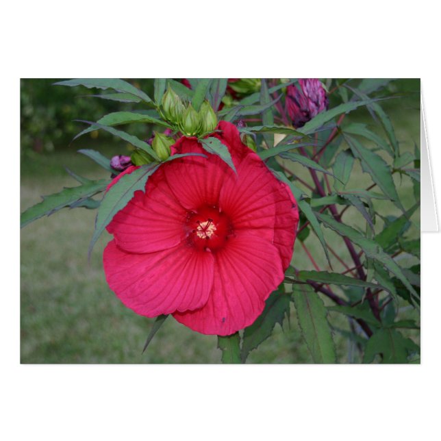 Hibiscus-kort Hälsningskort (Framsidan Horizontal)