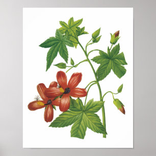 hibiscus (Lavatera phoenicea) från Redouté Poster